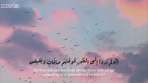 {أَوَلَمْ يَرَوْا إِلَى الطَّيْرِ فَوْقَهُمْ صَافَّاتٍ وَيَقْبِضْنَ } سورة الملك 🤍🌿