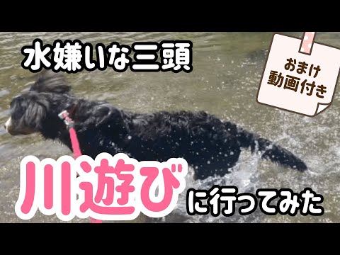 【多頭飼いの日常】水が苦手な三頭を連れて初めての川遊びは大騒動💦【Bernese Mountain Dog】【Chihuahua】
