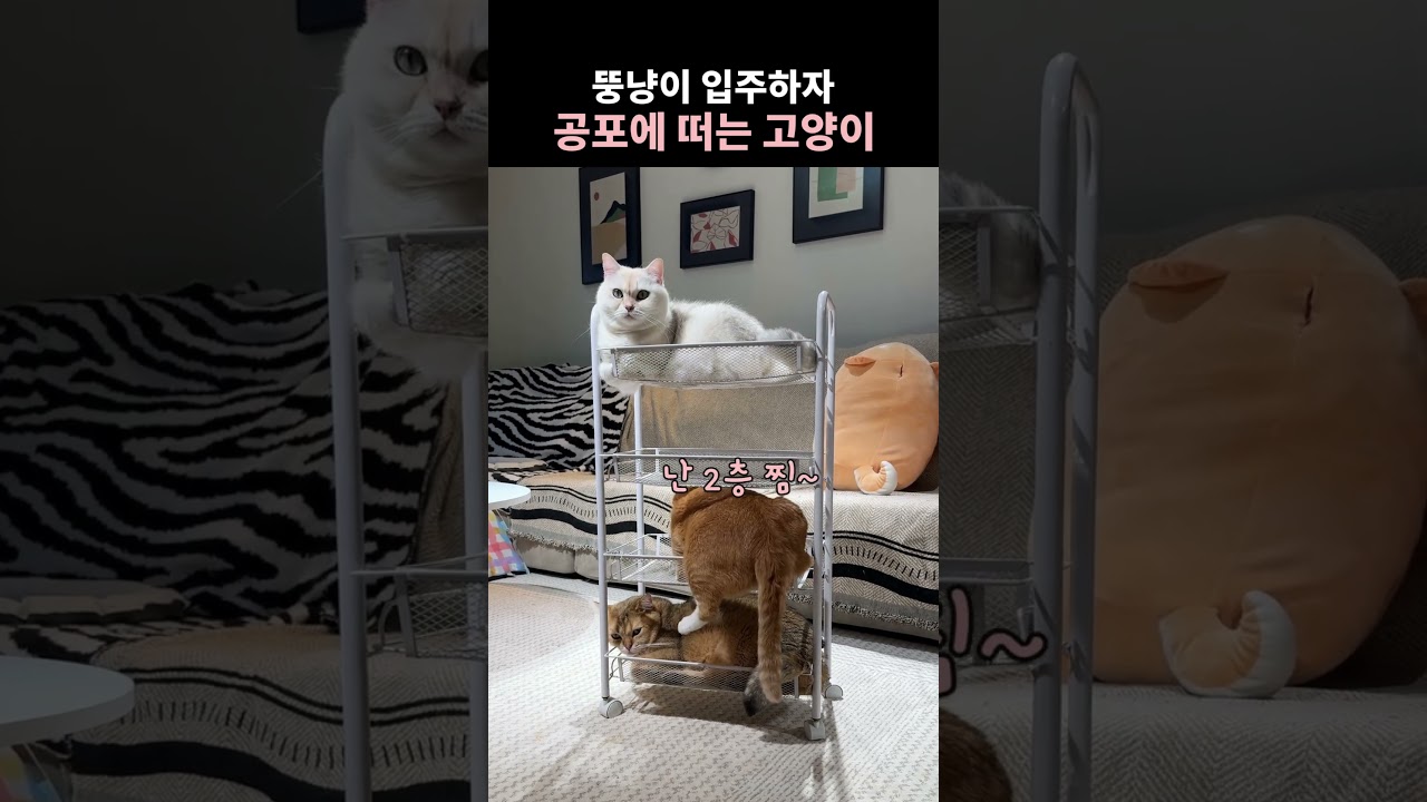 뚱냥이가 입주하자 공포에 떠는 고양이들