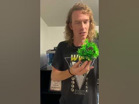Designer Calico green tree pythons! - OUT NOW 🔥 #viral #chondro # ...