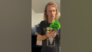 Designer Calico green tree pythons! - OUT NOW 🔥 #viral #chondro #greentreepython #reptiles #snake