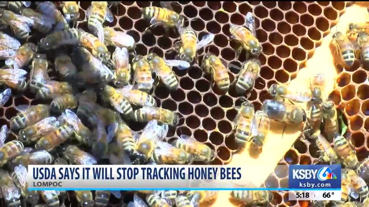 Government cuts data collection on honey bees - YouTube