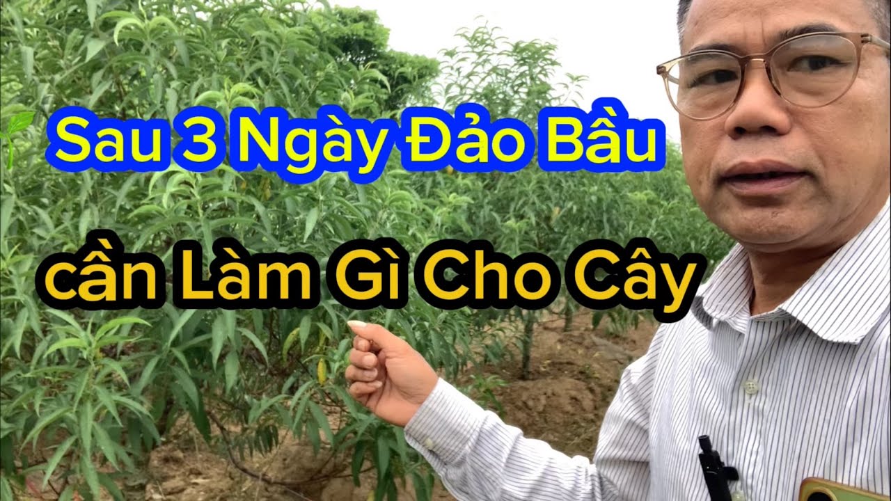 👉 Sau 3 Ngày Đảo Bầu Cần Làm Gì? | Cách Tưới Nước & Kích Rễ Cho Cây Đào Ra Rễ Mới Nhanh 