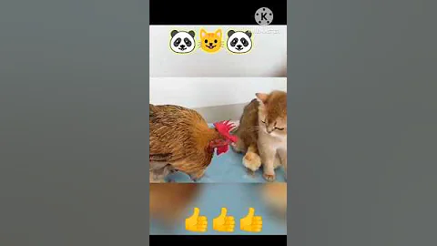 Video 11787741: cats catlover funny animals, cats love catlover, cat cute funny