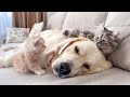 Poor Golden Retriever Can&#39;t Sleep Because of Annoying Kittens