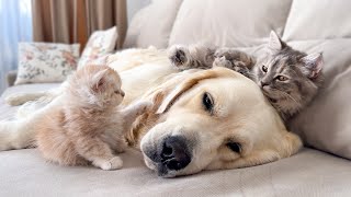 Poor Golden Retriever Can't Sleep Because of Annoying Kittens