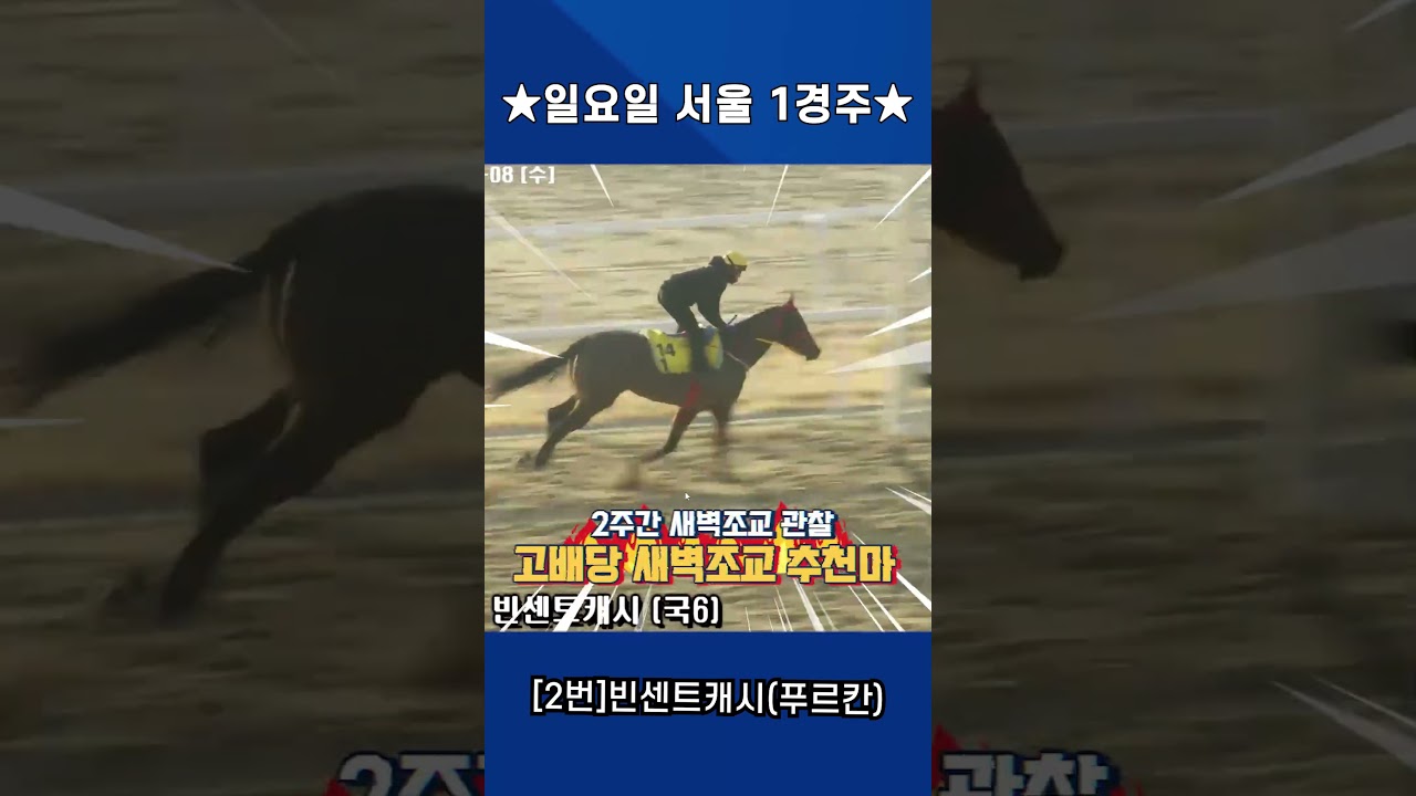4월12일 일요일 서울 1경주!! 2주간 훈련보인 강백호의 새벽조교 쏘스마!!
