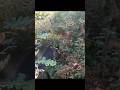 Wildboar hunting in Sicily, big boar vs bar 4x tracks 308w #hunting