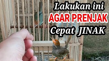 Cara Menjinakan Prenjak Mudah & Cepat