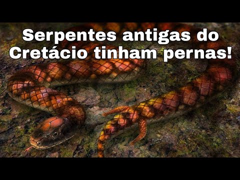 Vídeo: As cobras evoluíram das enguias?