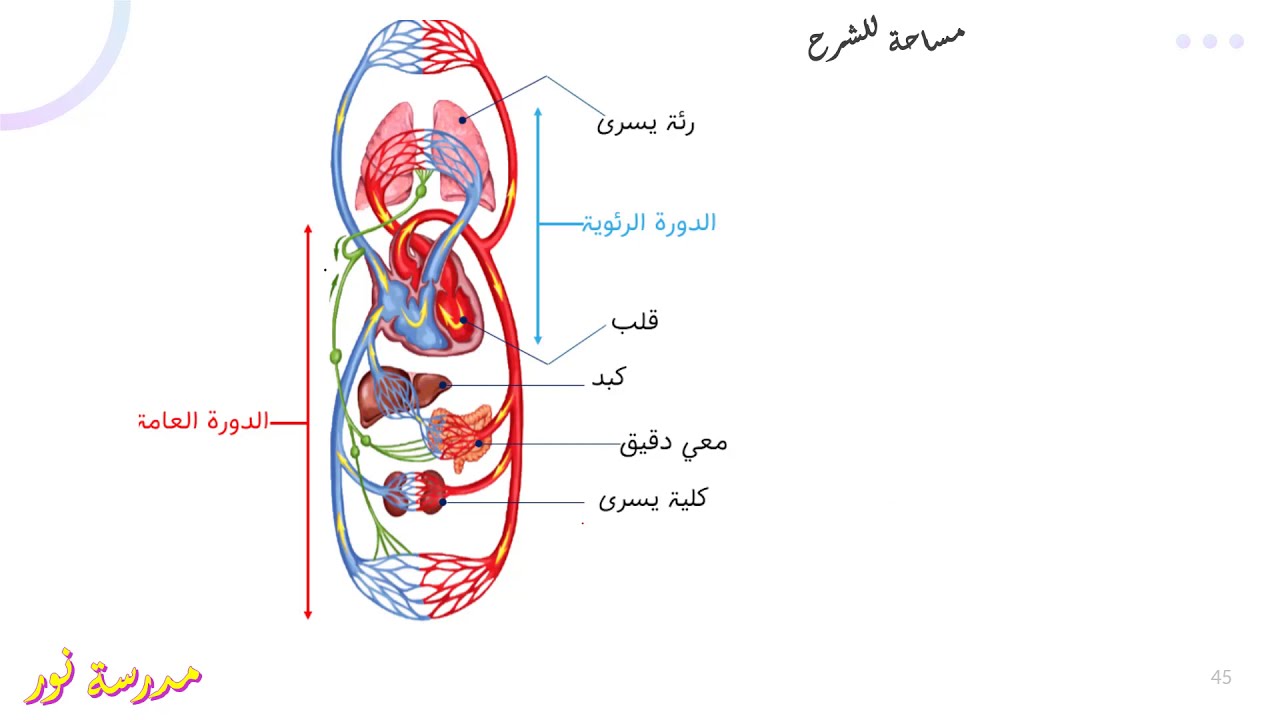 شرح مفصل للدورة الدموية علوم طبيعية سنة 04 متوسط