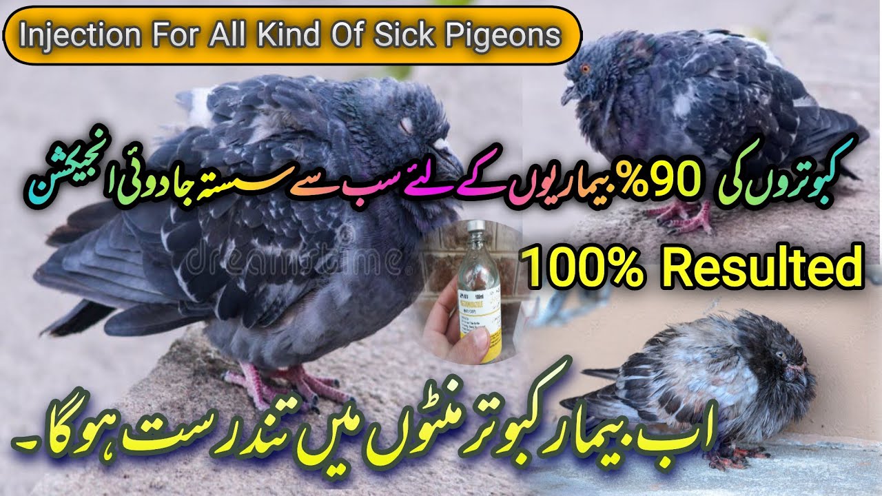 Bimar Kabutar K Liye Jadui Tika | Injection For All Kind Of Sick ...