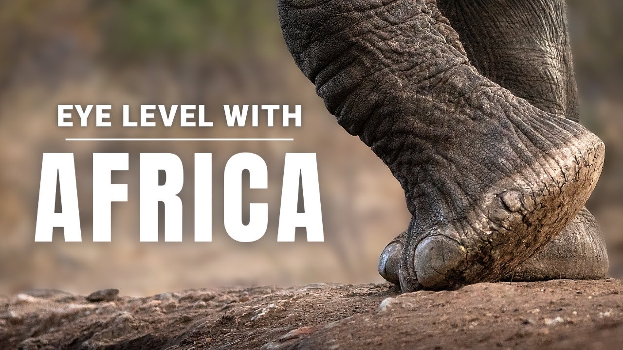 Nature Therapy: The Animals Are Your Thoughts (4K)