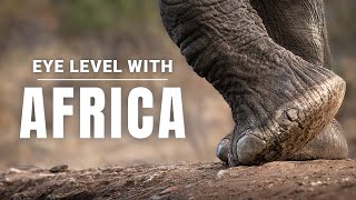Nature Therapy: The Animals Are Your Thoughts (4K)