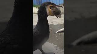 Cormorants Love To Eat Fresh Fish