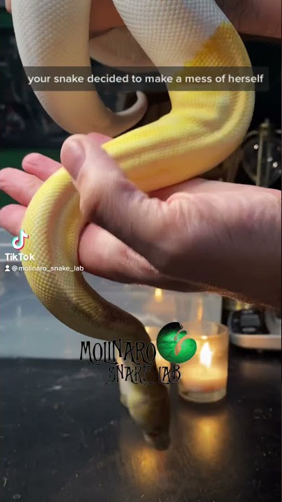 🐍 Snake bath 🧪 #snakecare #shorts #ballpythoncare #ballpythonbreeder #ballpython #snakes