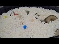 Ferrets have so much fun playing in a pool filled with packing peanuts!