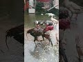 Lakha aseel murga murgi 🦆