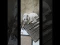 Manda Bakra ZN GOATS HOUSE