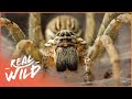 The worlds strangest creatures  amazing animals