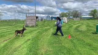 UKC Rally Exercise 320: Moving Stand, Walk Around Cone, Back to Dog.