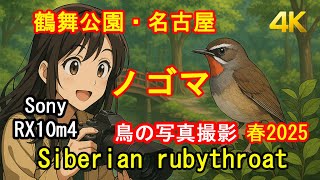 Sony 4K: Siberian rubythroat ノゴマ　鶴舞公園　春2025 [4K]　RX10m4