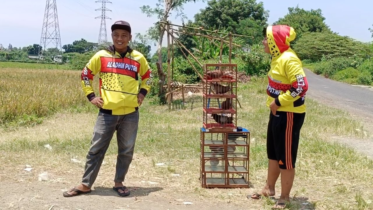 Melatih Merpati Balap Jarak 500m @ALDP_CRB