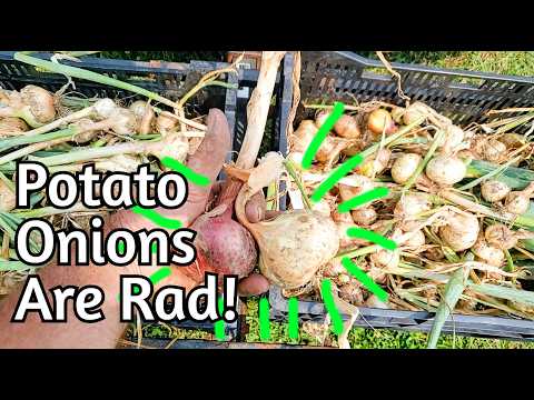 Potato Onions: Special Old School Homestead Crop