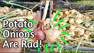Potato Onions: Special Old School Homestead Crop