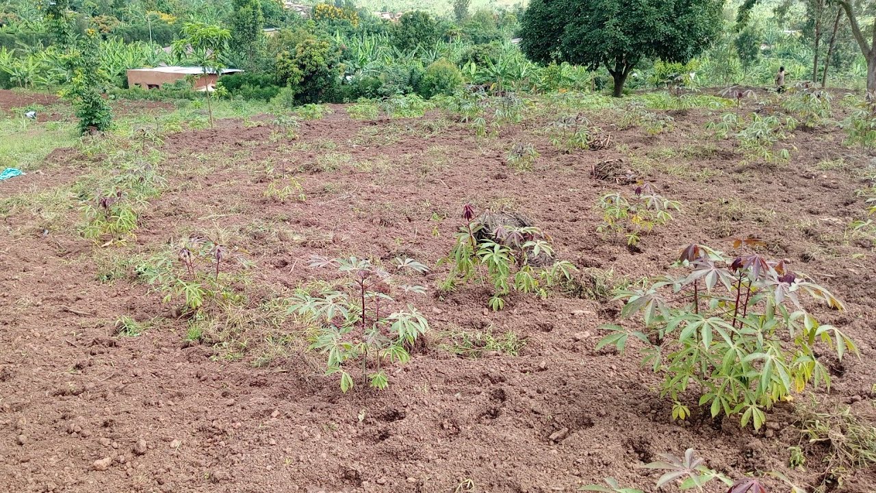 Kigali Mukagari ka Bwiza Muri Ndera habometse ubutaka bungana na Hectal Bugurishwa 0785355082