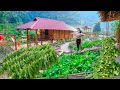 Sang Vy built a 1000m2 vegetable garden and took care of the vegetable garden on rainy days