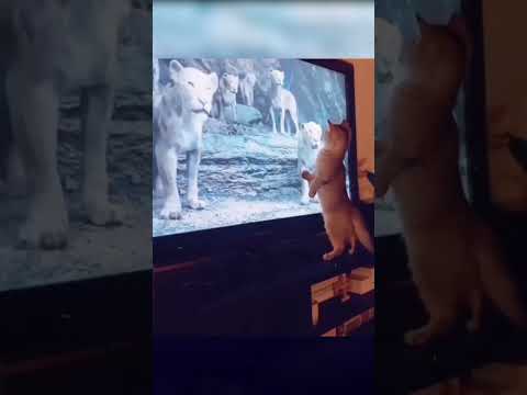ЗАХОТЕЛ ПОЧУВСТВОВАТЬ СЕБЯ КОРОЛЁМ ЛЬВОВ #Shorts