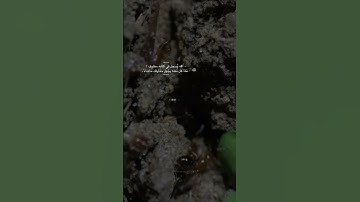 سورة النمل (حَتَّىٰ إِذَا أَتَوْا عَلَىٰ وَادِ النَّمْلِ قَالَتْ نَمْلَةٌ) . .