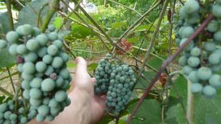 Domesticating wild grape vines