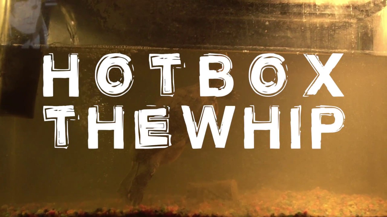 Dom Duvaye - hOtbOx tHe wHip (Official Video)