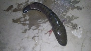 Cháo Cá Lóc Rau Đắng - Món Ăn Dân Dã