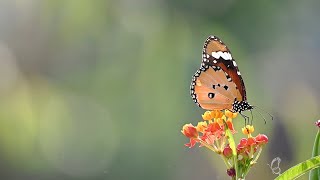 Butterfly Relaxation 4K Calming Nature Video With Music