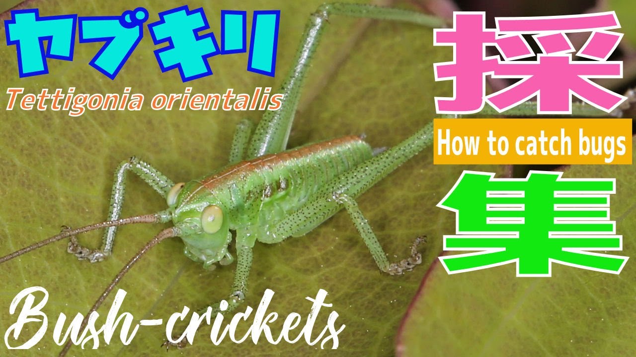 ヤブキリの飼育 幼虫採集と飼育開始 How To Catch Bush Crickets Youtube