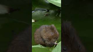 very cute water vole #wildlife #nature #shorts #cute