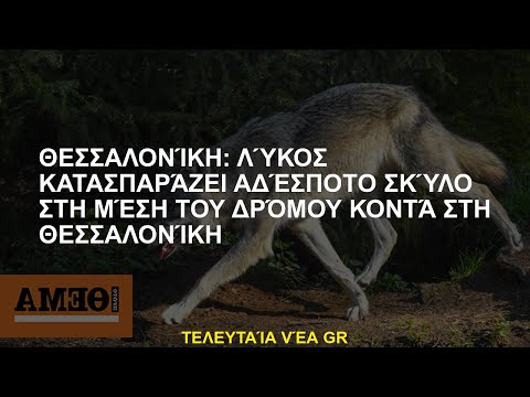 Thessaloniki: Wolf dévorant un chien errant au milieu de la route près de Thessaloniki