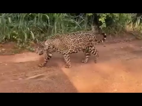 Video de jaguar caminando por municipios de Antioquia es falso