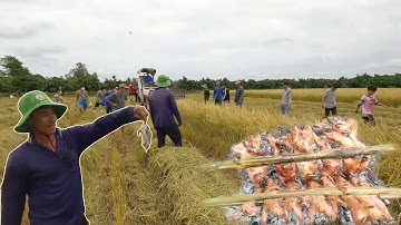 Cả xóm kéo nhau chạy theo máy cắt lúa bắt chuột nướng tươi tại đồng - cdmt 893