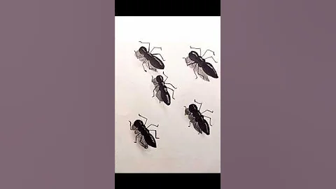Amazing 3D Ant Drawing | Mind-Blowing Pencil Sketch Art!#trending #shorts #drawing