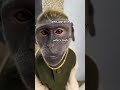 جيبو لهون وقلو نعيما حلاقه العيد يا غالي       ضحك اشتراك