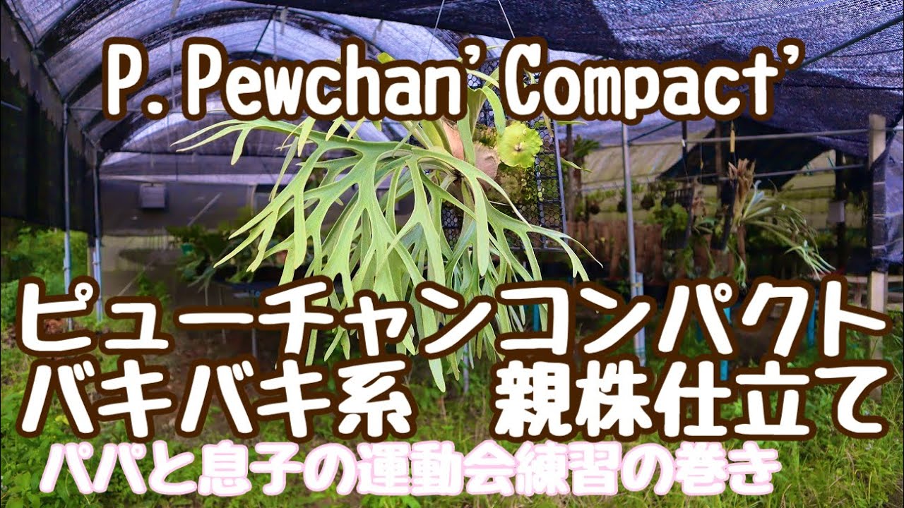 ビカクシダ　ピューチャン　コンパクト　P.Pewchan'Compact'親株仕立て