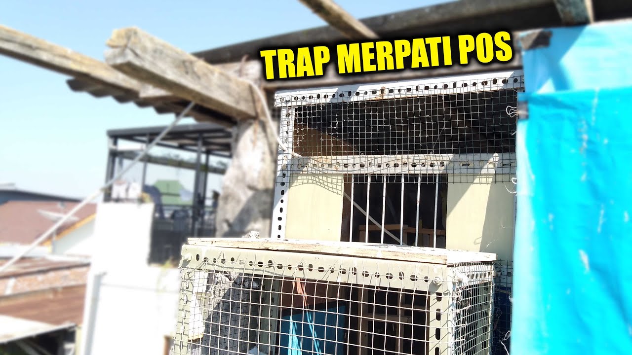 MEMBUAT PINTU  TRAP  MERPATI  POS  HOW TO MAKE RACING PIGEON 