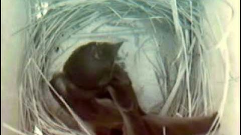 MNSA Tree Swallow-Cam: Building 4/27/09