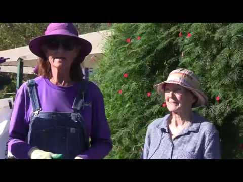 Видео: Лавандовые растения Goodwin Creek: выращивание лаванды ‘Goodwin Creek Grey’