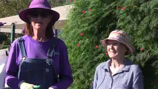 Growing Lavender in Texas