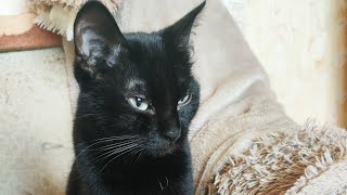 Ровно год назад мы взяли Тесси🖤 #кошка #чернаякошка #кошки #cat